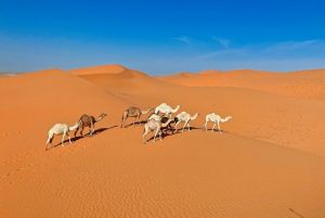 You are currently viewing Potopisno predavanje: Kraljevina Savdska Arabija, 25. 2.