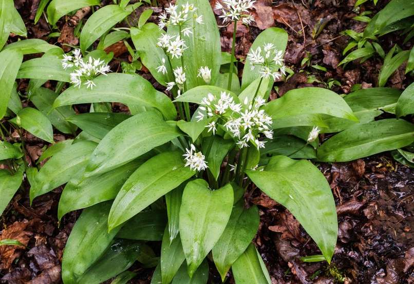 Read more about the article Nabiranje čemaža