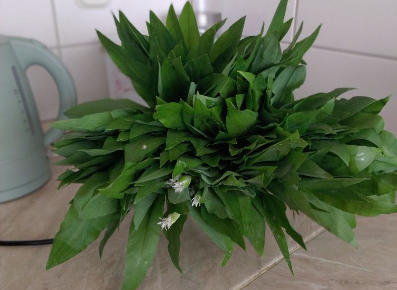 Read more about the article Nabiranje čemaža