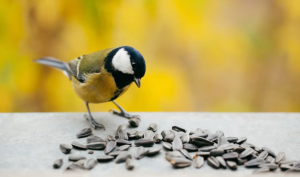 Read more about the article Opazovanje ptic